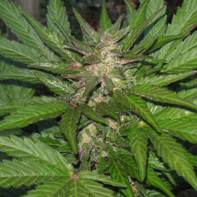 Марихуана тұқымдары Kalashnikova feminised Ganja Seeds