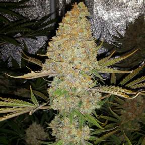 Тұқымдар Critical Kush regular Ganja Seeds