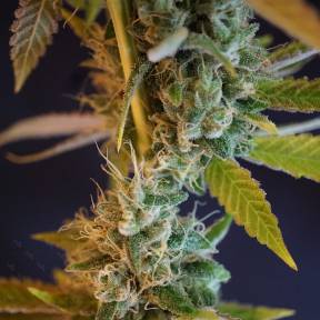 Марихуана тұқымдары Shiva Skunk feminised Ganja Seeds