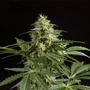 Auto Irimshik feminised Bang Seeds