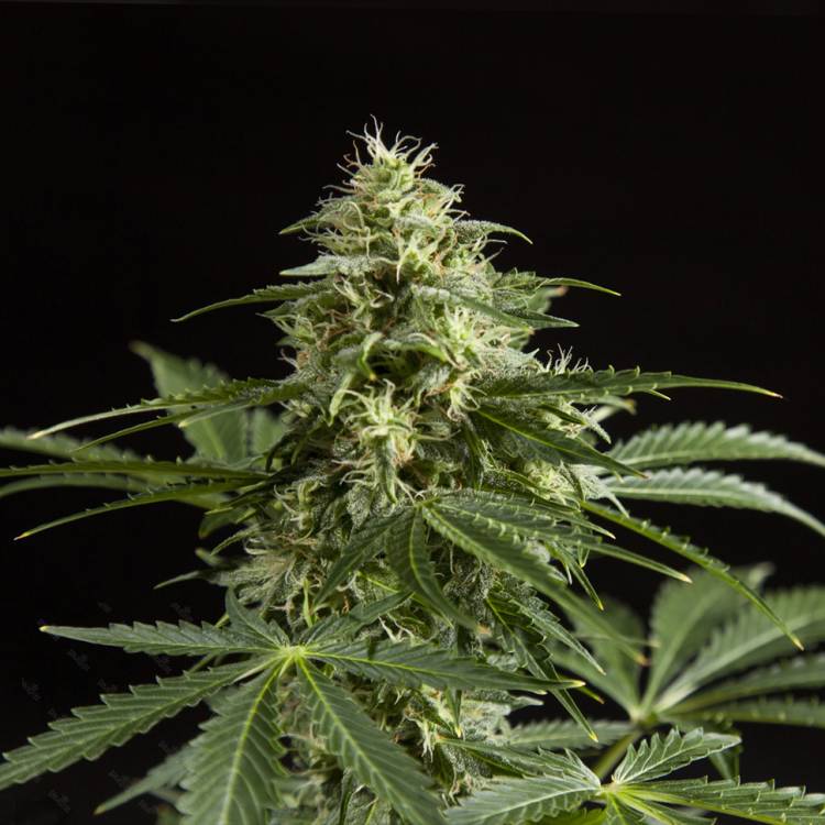 Auto Irimshik feminised Bang Seeds