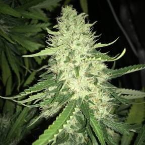Turpan feminised Bang Seeds