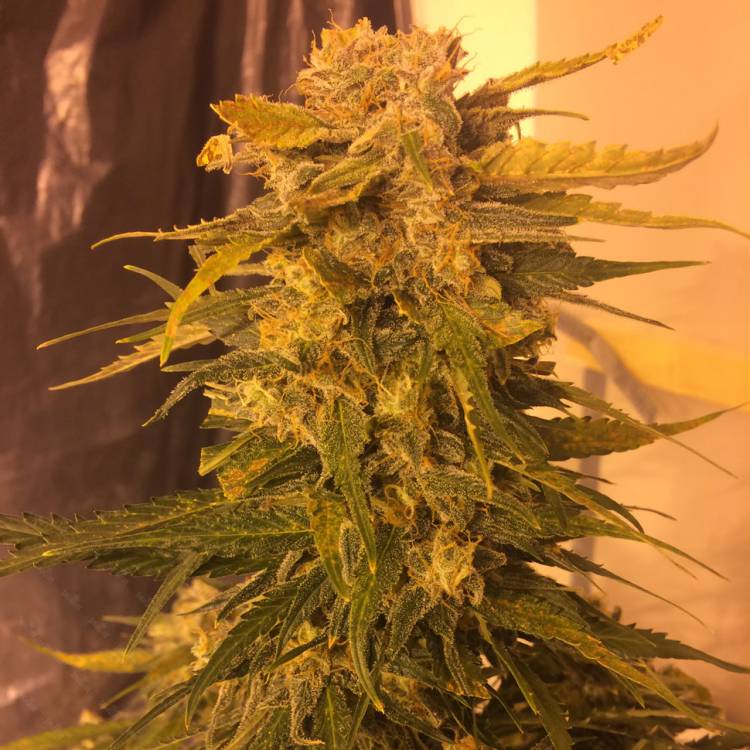 Тұқымдар тұқымдары Cream Mandarine feminised Ganja Seeds Fast Version