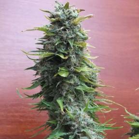 Марихуана тұқымдары Top Skunk 44 regular Ganja Seeds