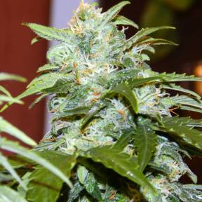 Auto Irtysh feminised Bang Seeds
