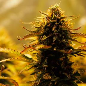 Тұқымдар тұқымдары Jack 47 feminised Ganja Seeds