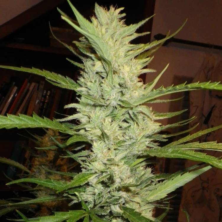 Марихуана тұқымдары Super Lemon Haze feminised Ganja Seeds