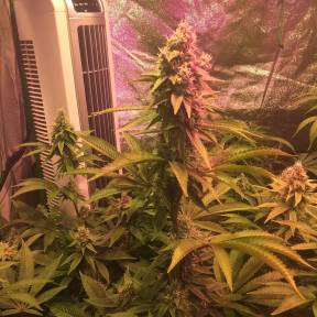 Тұқымдар Lemon Kush regular Ganja Seeds