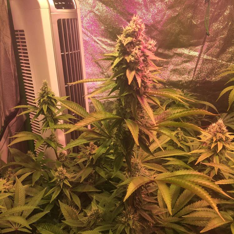 Тұқымдар Lemon Kush regular Ganja Seeds
