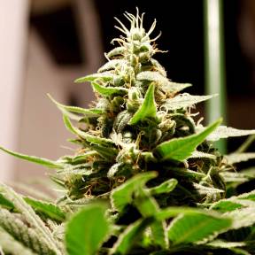 Каннабис тұқымдары Lennon feminised Ganja Seeds