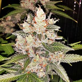 Каннабис тұқымдары Sour Diesel feminised Ganja Seeds