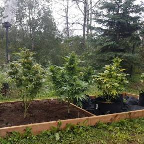 Каннабис тұқымдары Original Afghani #1 regular Ganja Seeds