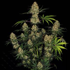 Ungurtas feminised BangSeeds