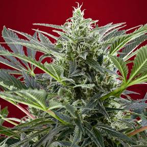 Марихуана тұқымдары Cream 47 feminised Ganja Seeds Fast Version