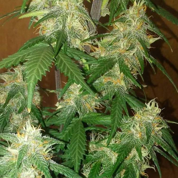 Каннабис тұқымдары LSD regular Ganja Seeds