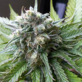 Тұқымдар тұқымдары Super Critical Kali Haze feminised Ganja Seeds