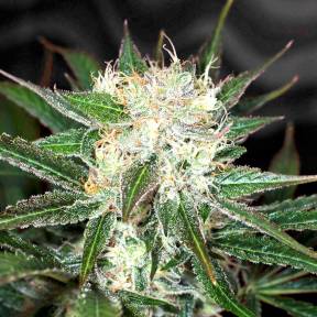 Марихуана тұқымдары Big Devil feminised Ganja Seeds