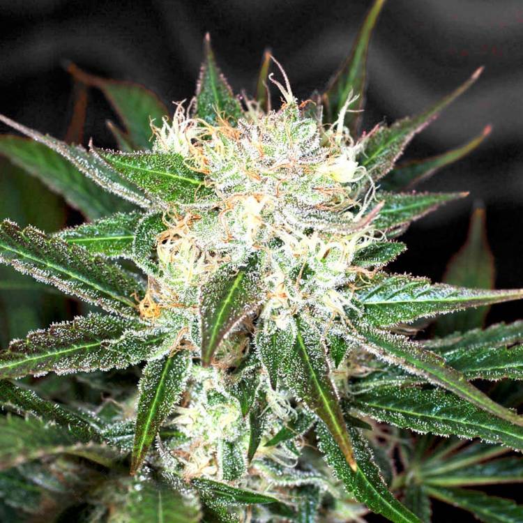 Марихуана тұқымдары Big Devil feminised Ganja Seeds