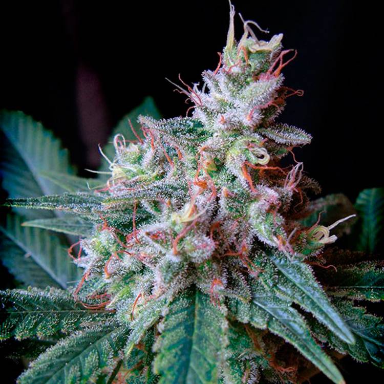 Каннабис тұқымдары Cream Caramel feminised Ganja Seeds Fast Version