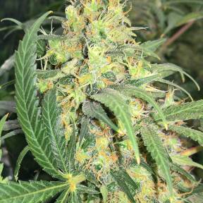 Каннабис тұқымдары Super Skunk feminised Ganja Seeds