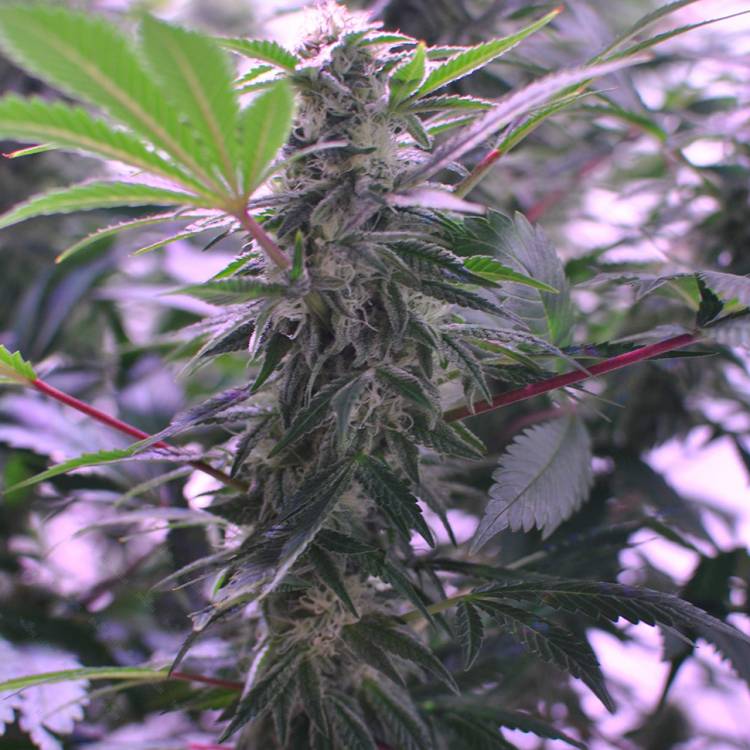 Каннабис тұқымдары Afghan Kush regular Ganja Seeds