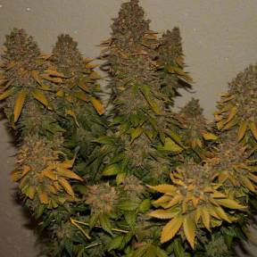 Каннабис тұқымдары G13 feminised Ganja Seeds