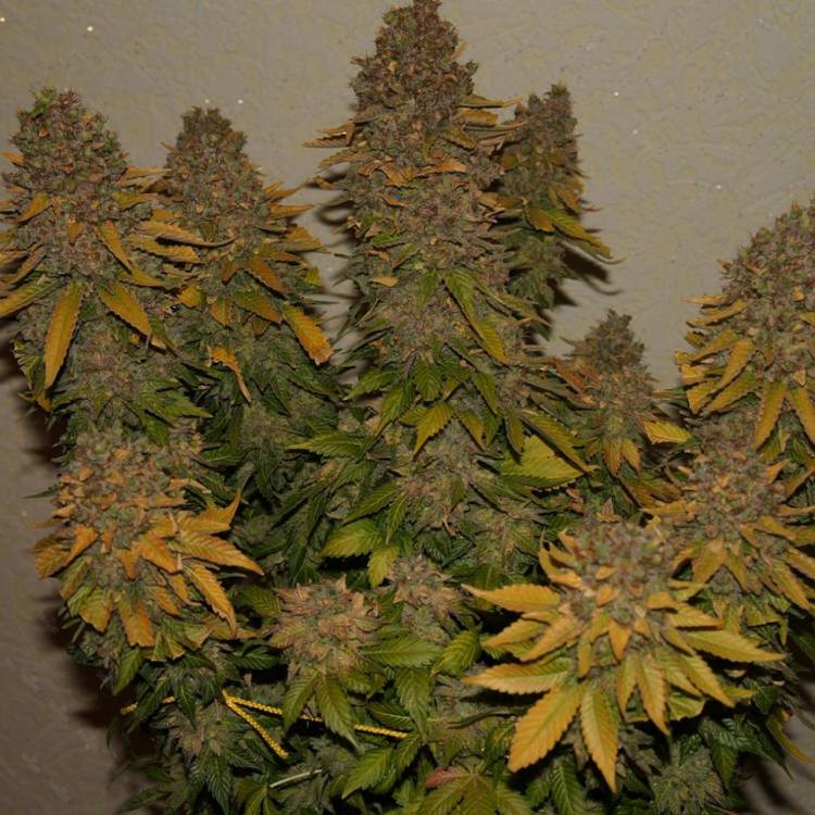 Каннабис тұқымдары G13 feminised Ganja Seeds