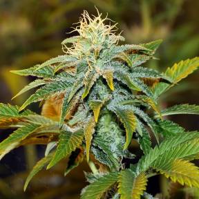Каннабис тұқымдары White Diesel Haze feminised Ganja Seeds