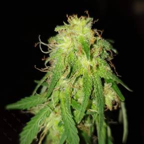 Марихуана тұқымдары Point Of No Return x AK-47 (Powerful) regular Ganja Seeds