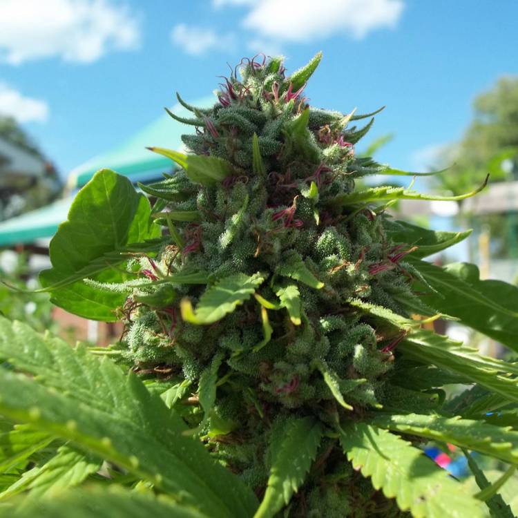 Марихуана тұқымдары Lavender feminised Ganja Seeds