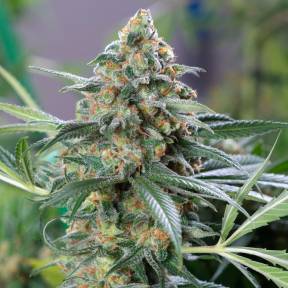 Каннабис тұқымдары OG Kush feminised Ganja Seeds