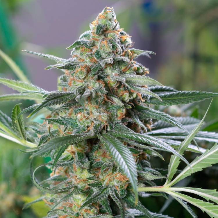 Каннабис тұқымдары OG Kush feminised Ganja Seeds