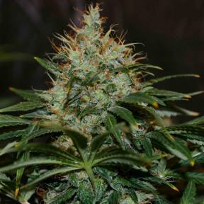 Каннабис тұқымдары Nibiru regular Ganja Seeds