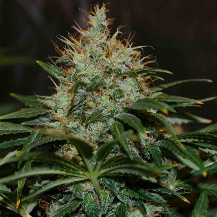 Каннабис тұқымдары Nibiru regular Ganja Seeds