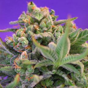 Auto Sweet Cheese feminised Ganja Seeds