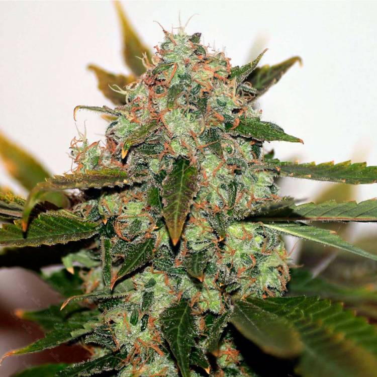Тұқымдар тұқымдары White Skunk #1 feminised Ganja Seeds
