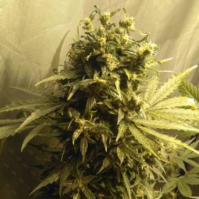 Тұқымдар Point of No Return x Lowryder (Point) regular Ganja Seeds
