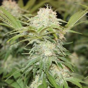 Каннабис тұқымдары Critical + feminised Ganja Seeds