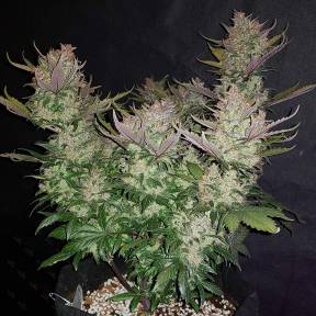 Auto Dark Devil regular Ganja Seeds
