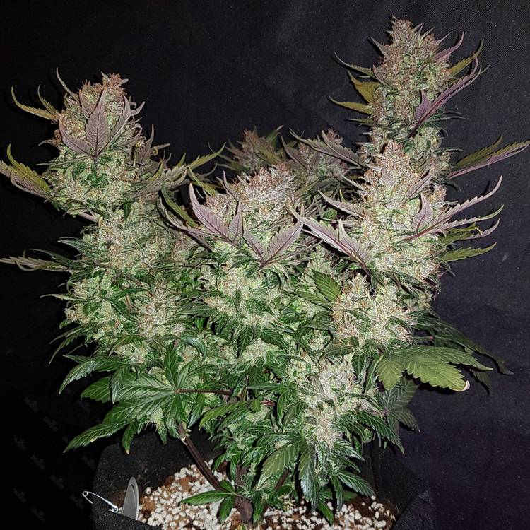 Auto Dark Devil regular Ganja Seeds