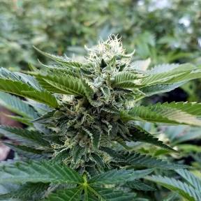 Марихуана тұқымдары Chemdog regular Ganja Seeds