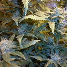 Auto Kul-Sey feminised Bang Seeds