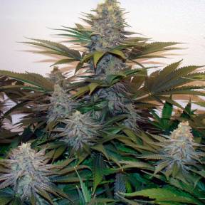 Тұқымдар тұқымдары Z & Z feminised Ganja Seeds