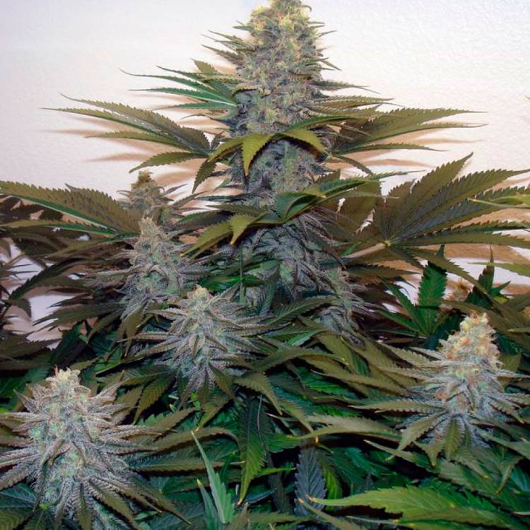 Тұқымдар тұқымдары Z & Z feminised Ganja Seeds