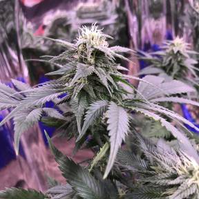 Каннабис тұқымдары Laughing Buddha regular Ganja Seeds