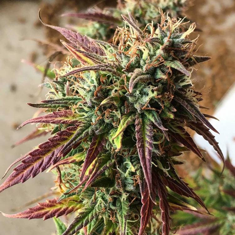 Auto Cookies feminised Ganja Seeds