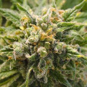 Тұқымдар Mango Haze CBD feminised Ganja Seeds