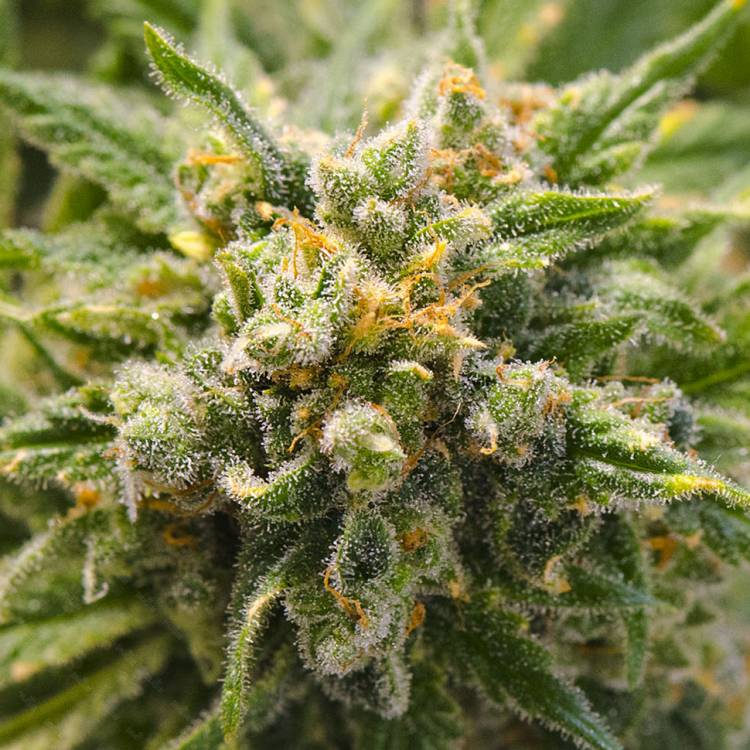 Тұқымдар Mango Haze CBD feminised Ganja Seeds