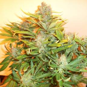 Auto Kuyrdak feminised Bang Seeds