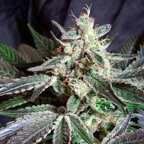 Каннабис тұқымдары Black Jack feminised Ganja Seeds Fast Version